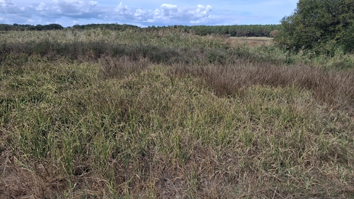 Carex riparia, photograph 4