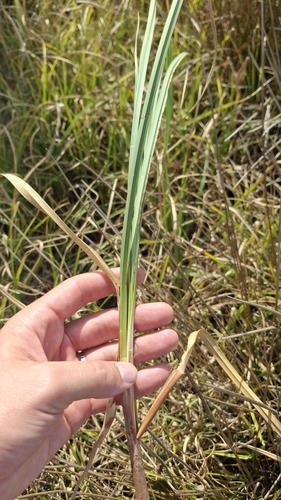 Carex riparia, photograph 5