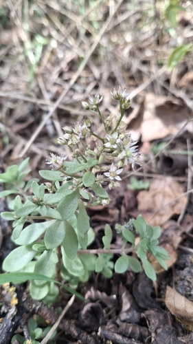 Sedum cepaea