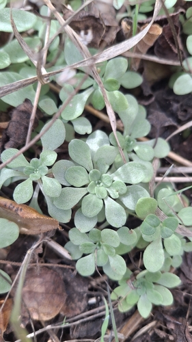 Sedum cepaea, photograph 2