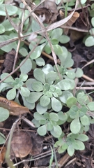 Sedum cepaea, photograph (c) Jean-Silouane Rebours, some rights reserved (CC BY)