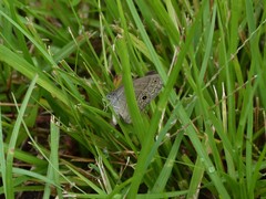 Hermeuptychia sosybius