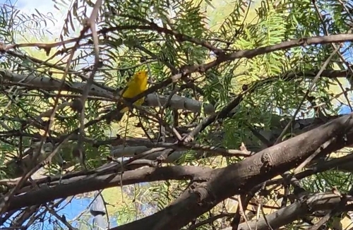 Wilson's Warbler