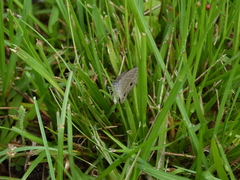 Hermeuptychia sosybius