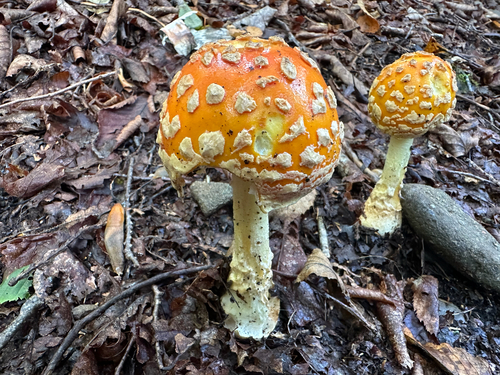 Fly Agaric