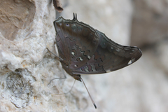 Historis acheronta