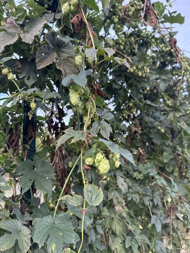common hops
