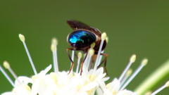 Copestylum vesicularium