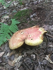 Baorangia