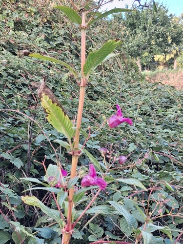 Himalayan balsam