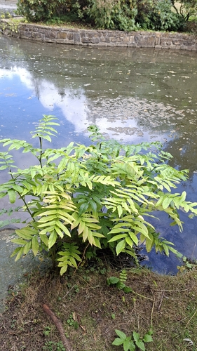 Pterocarya fraxinifolia