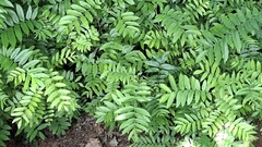 Pterocarya fraxinifolia, photograph (c) Julia Collet, some rights reserved (CC BY)