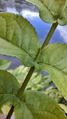 Pterocarya fraxinifolia, photograph (c) Julia Collet, some rights reserved (CC BY)