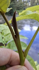 Pterocarya fraxinifolia, photograph (c) Julia Collet, some rights reserved (CC BY)