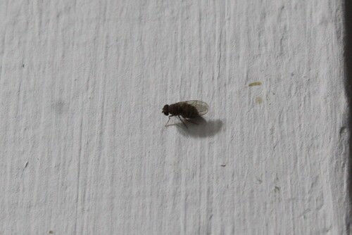 Drosophila repleta, 2026-09-10
