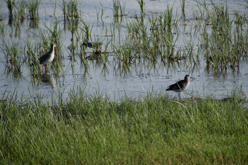 iNaturalist image