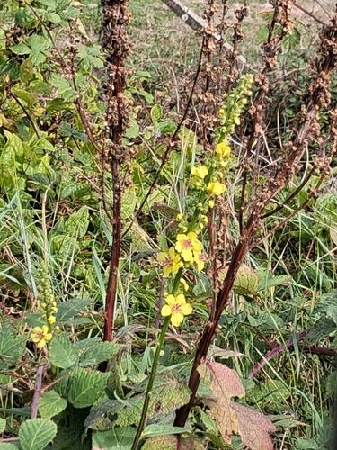 Dark Mullein