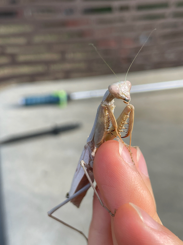 Arizona Mantis