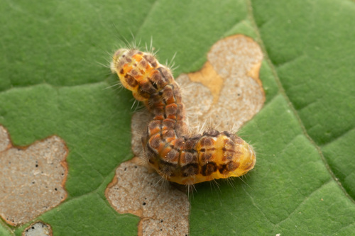 Clemens' False Skeletonizer photo 2