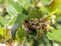 Apis mellifera