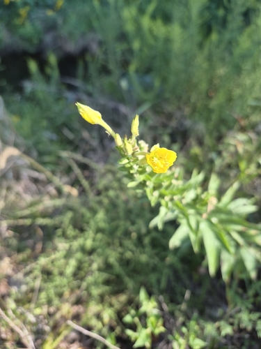 common evening-primrose