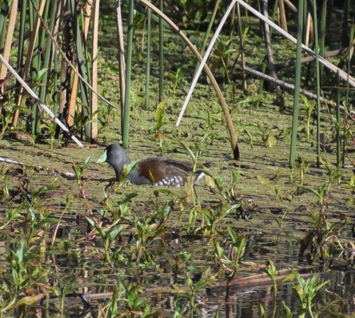 Spot-flanked Gallinule