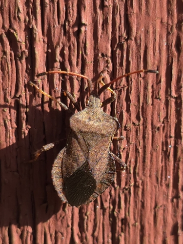 Dock Bug