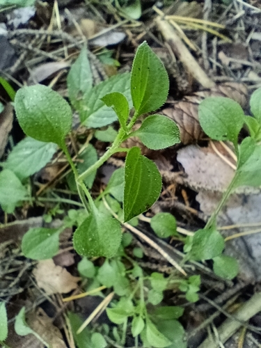 Moehringia trinervia, photograph 5