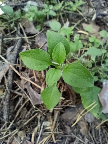 Moehringia trinervia, photograph 6