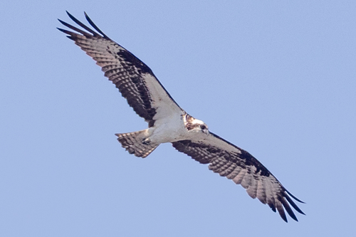 iNaturalist image