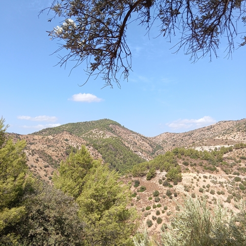 Aleppo pine