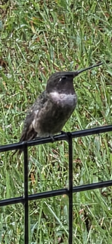 Ruby-throated Hummingbird