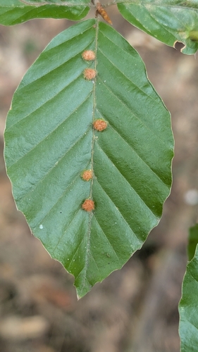 Hairy Beech Gall