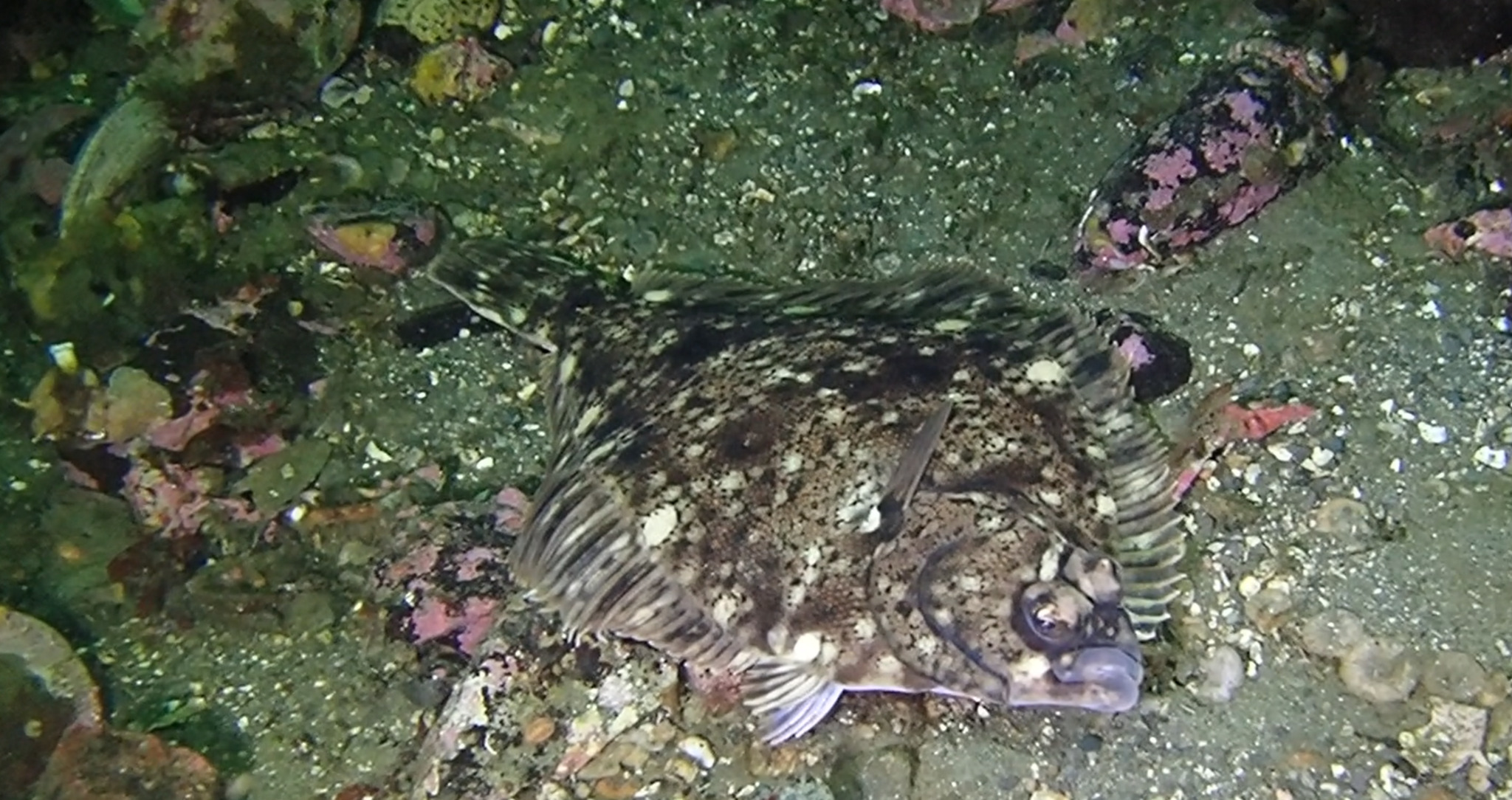 岩鰈 Lepidopsetta bilineata