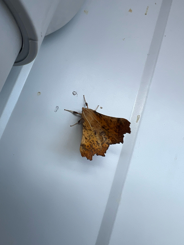 Maple Spanworm Moth