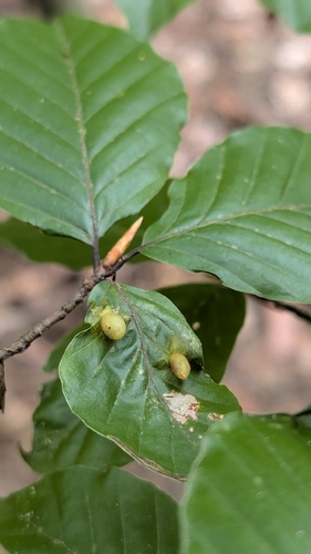 Beech Gall Midge
