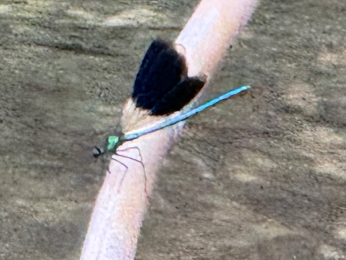 Banded Demoiselle
