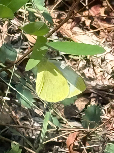 Southern Small White