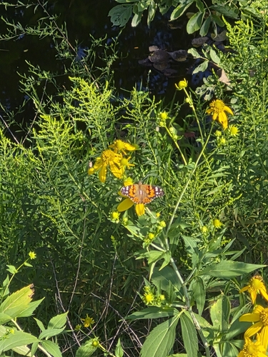 Painted Lady