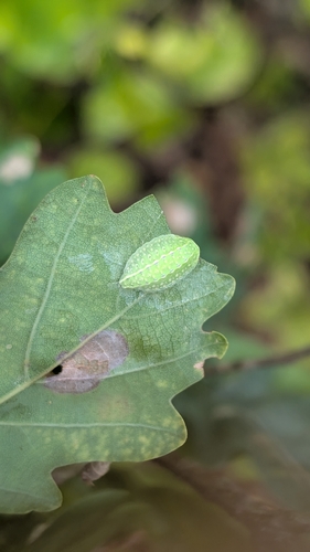 Festoon