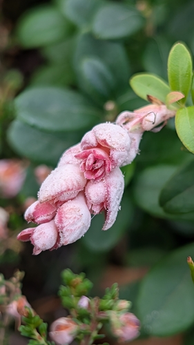 Lingonberry Gall