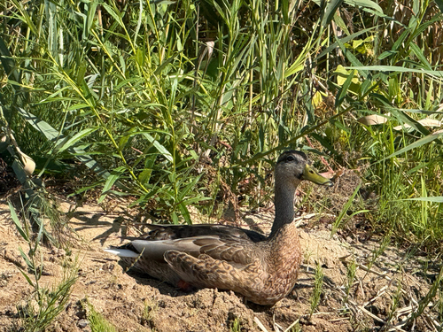 Mallard