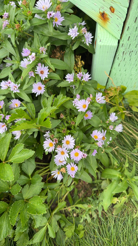 New York aster