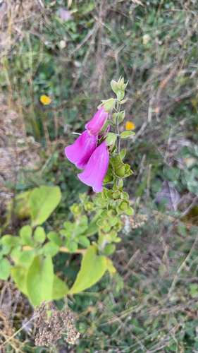 purple foxglove