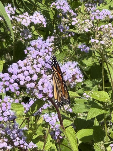 Monarch