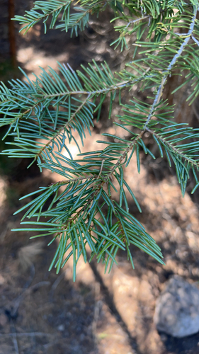 white fir