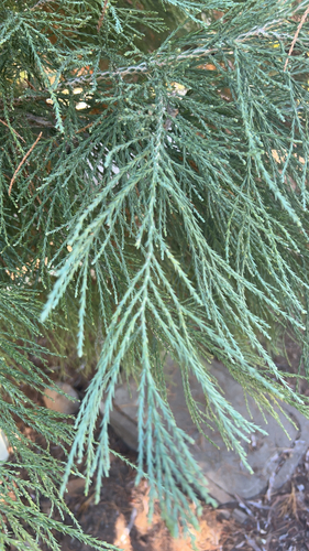 giant sequoia