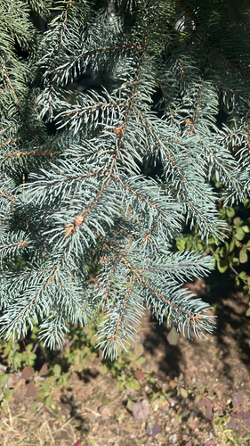 blue spruce