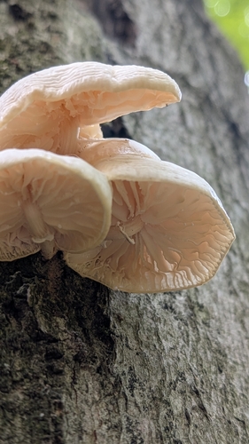 porcelain mushroom