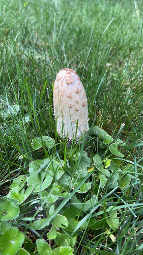 Shaggy Mane
